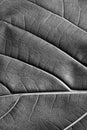 Texture - reverse dry leaf of ficus lyrata in color with its ribs black and white Royalty Free Stock Photo