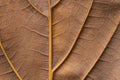 Texture - reverse dry leaf of ficus lyrata in color with its ribs Royalty Free Stock Photo