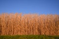 Background and texture of dry tall blades of grass in the evening sun over green meadow and against a blue sky with text field, in Royalty Free Stock Photo