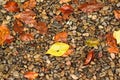 Background texture fallen autumn leaves