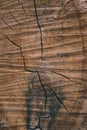 Background texture of a felled tree cracked stripes and stains