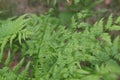 Background and texture of fern leaves. Royalty Free Stock Photo