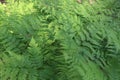 Background and texture of fern leaves. Royalty Free Stock Photo