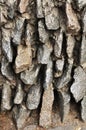 Background, texture. Flat stones on cement mortar in masonry.