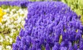 Background texture of a flower bed with a purple muscari spring flowers Royalty Free Stock Photo