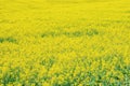 Background texture of flowering cereals crop field