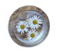 Isolated transparent cup of tea with chamomile flower. View from above