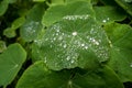 flowers with green large leaves texture thick tangled in drops of dew