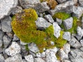 Background texture fluffy green moss Royalty Free Stock Photo