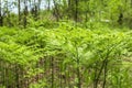 Background texture forest glade green ferns