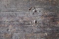 Background, texture. fragment of an old wooden door with large caps of metal bolts and nails Royalty Free Stock Photo