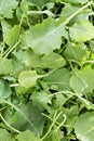Background texture of fresh baby kale leaves