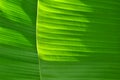 Background and texture of fresh green banana leaves Royalty Free Stock Photo