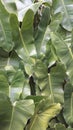Background texture of fresh green leaf plants Royalty Free Stock Photo