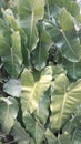 Background texture of fresh green leaf plants Royalty Free Stock Photo
