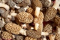 Background texture of fresh morel mushrooms Royalty Free Stock Photo