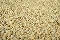 Background texture of fresh raw dried coffee beans to be roasted Royalty Free Stock Photo