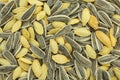 Background texture full of mixed salty pumpkin and sunflower seeds Royalty Free Stock Photo