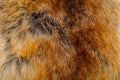 Background and texture of the fur macro image, artificial fabric