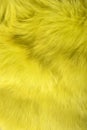 Background texture of rabbit fur yellow color. Royalty Free Stock Photo