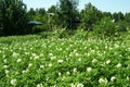 Background texture . Grass and flowers