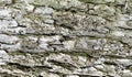 background, texture gray bark of an old tree closeup Royalty Free Stock Photo