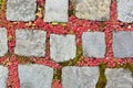 Background and texture of gray cobblestone pavement. Red lichens grow between the stones, in the joints Royalty Free Stock Photo