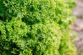 Background, texture of green curly leaves of lettuce growing in the garden_ Royalty Free Stock Photo