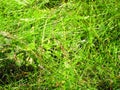Beautiful background, texture of green and dry grass. Royalty Free Stock Photo