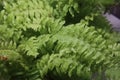 Background texture of green fern with drops of water on the leaves Royalty Free Stock Photo