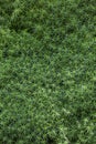 background texture of the green forest moss, growing anophyte Royalty Free Stock Photo