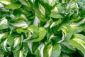 Background texture of green fresh Hosta leaves with raindrops