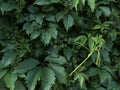 background texture green grape leaves Royalty Free Stock Photo