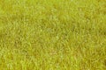 Background texture of green grass with color shade olive with blurred and hazy effects Royalty Free Stock Photo