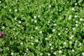 Background and texture of green grass and white flowers Royalty Free Stock Photo