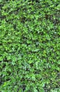 Background Texture Of A Green Hedge