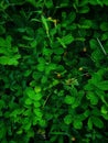 Background and texture of green leaf of Pinto Peanut or Arachis tree which is useful in growing crops, mulch Royalty Free Stock Photo