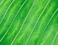 Background texture green leaf structure macro photography Royalty Free Stock Photo