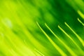 Background texture green leaf structure macro photography Royalty Free Stock Photo