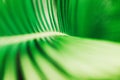 Background texture green leaf structure macro photography Royalty Free Stock Photo