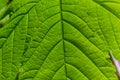 background texture green leaf structure macro photography Royalty Free Stock Photo