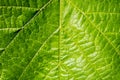 Background texture green leaf structure macro photography Royalty Free Stock Photo