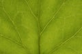 Background texture green leaf structure macro photography Royalty Free Stock Photo