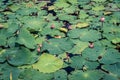 Background texture green leaves before blossom in park