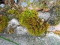 Background texture green moss on stones Royalty Free Stock Photo