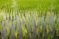 Background texture of green paddy on the rice fields Royalty Free Stock Photo
