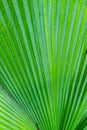 Background Texture of a Green Palm Leaf Royalty Free Stock Photo