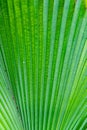 Background Texture of a Green Palm Leaf Royalty Free Stock Photo