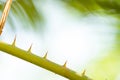 Background Texture of a Green Palm Leaf Royalty Free Stock Photo