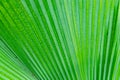 Background Texture of a Green Palm Leaf Royalty Free Stock Photo